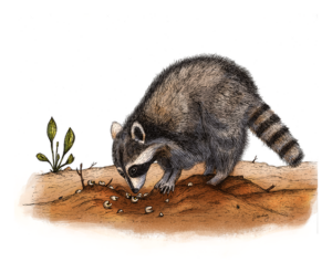 Raccoon