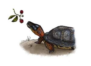 Wood Turtle with berry